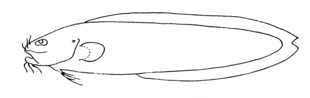 Representative of the family Ophidiidae (Gosline and Brock, 1960, fig. 95)